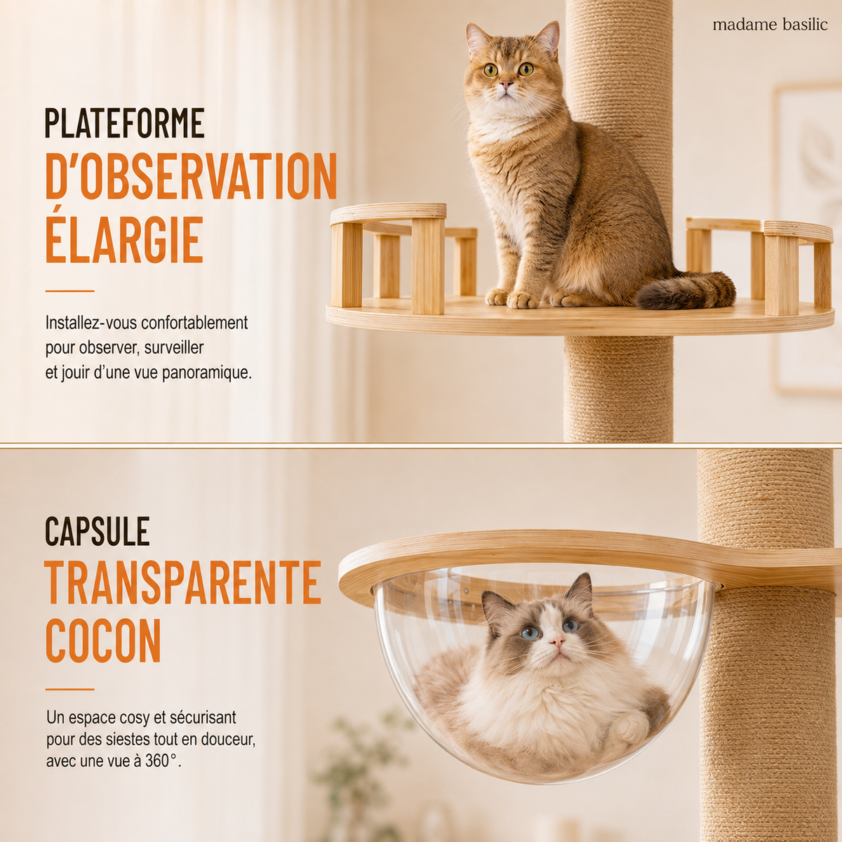 Une capsule transparente au cœur du parcours — Arbre à chat XXL en bois design ajustable 255–265 cm | Du sol au plafond | Kyoto