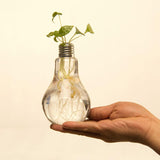 Lot de 3 vases décoratifs "Ampoule"